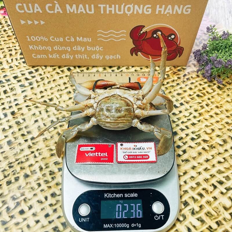 Cua gạch nhỏ