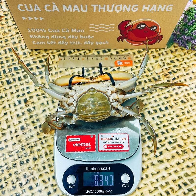 Cua gạch vừa