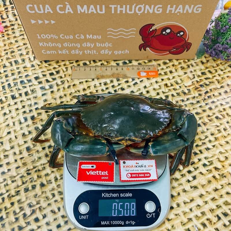 Cua thịt vừa Y5